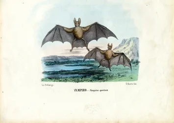 Vampire Bat, 1863-79